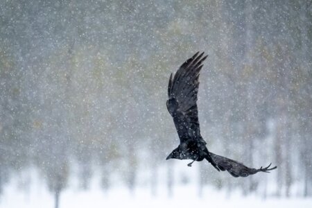 blogpix3, flying in the snow by fabian