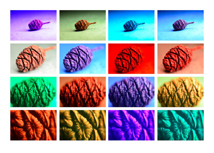 Macro, pine