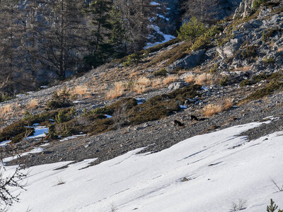 06-02-25 Arvieux Furfande, P1098089