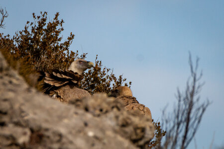 01-02-25_vautours, _MG_3546