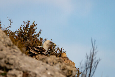 01-02-25_vautours, _MG_3549