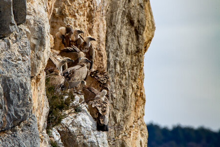 01-02-25_vautours, _MG_3661