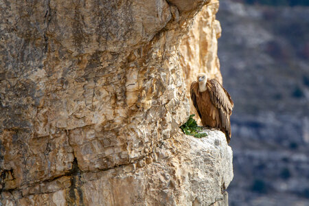 01-02-25_vautours, _MG_3674