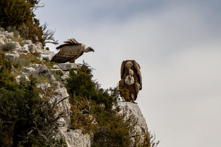 01-02-25_vautours, _MG_3678