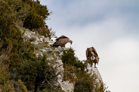 01-02-25_vautours, _MG_3680