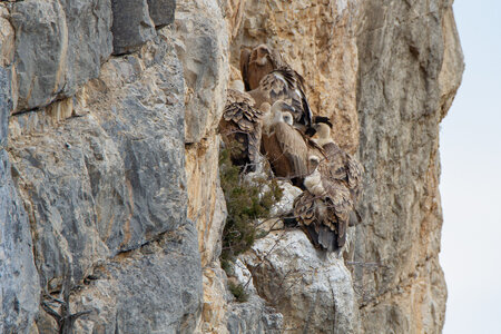 01-02-25_vautours, _MG_3724