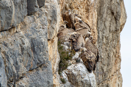 01-02-25_vautours, _MG_3745