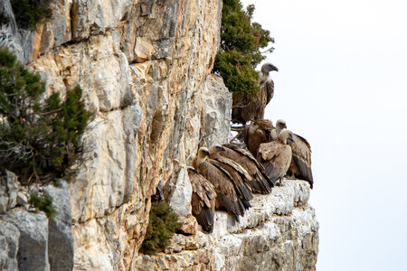 01-02-25_vautours, _MG_3746