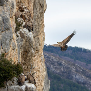 01-02-25_vautours, _MG_3781