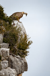 01-02-25_vautours, _MG_3836