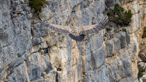 01-02-25_vautours, _MG_3935