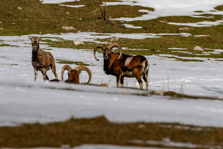 04-02-25_mouflons, _MG_4104