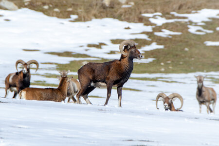 04-02-25_mouflons, _MG_4106