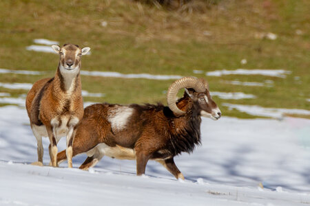 04-02-25_mouflons, _MG_4110-Modifier