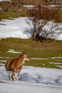 04-02-25_mouflons, _MG_4111