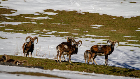 04-02-25_mouflons, _MG_4117