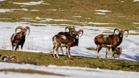 04-02-25_mouflons, _MG_4119