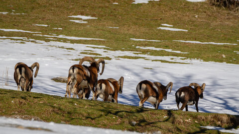 04-02-25_mouflons, _MG_4121