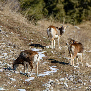 04-02-25_mouflons, _MG_4125