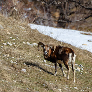 04-02-25_mouflons, _MG_4126-Modifier