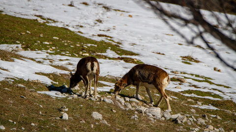 04-02-25_mouflons, _MG_4127