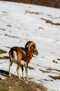 04-02-25_mouflons, _MG_4128