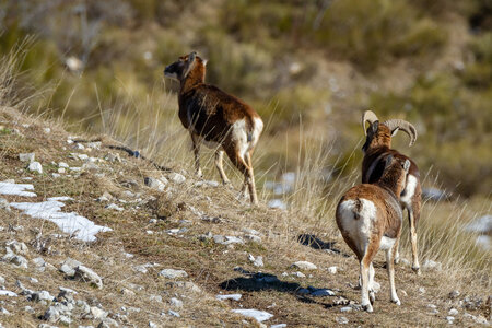 04-02-25_mouflons, _MG_4129