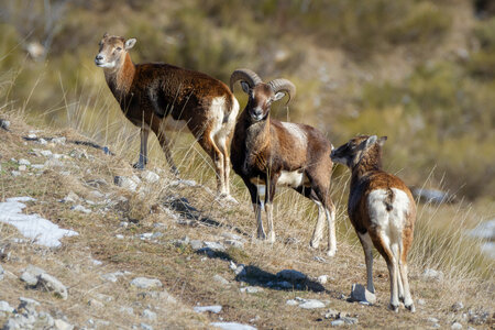 04-02-25_mouflons, _MG_4130