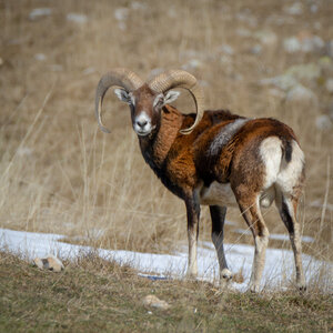 04-02-25_mouflons, _MG_4137