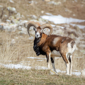 04-02-25_mouflons, _MG_4139