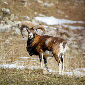 04-02-25_mouflons, _MG_4141