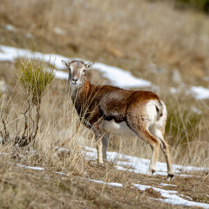 04-02-25_mouflons, _MG_4145