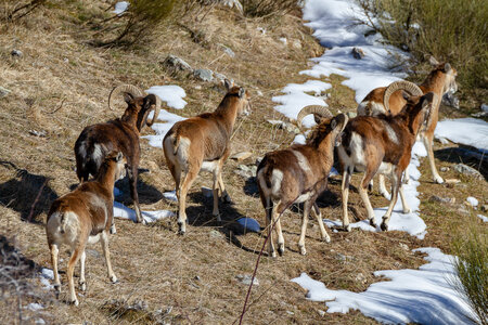 04-02-25_mouflons, _MG_4171