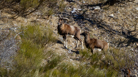 04-02-25_mouflons, _MG_4179