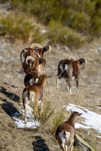 04-02-25_mouflons, _MG_4181