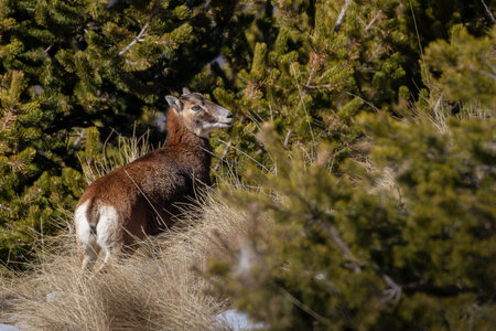 04-02-25_mouflons, _MG_4187