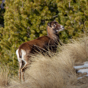 04-02-25_mouflons, _MG_4191