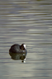 09-02-25 Grebes et foulques , _MG_4205