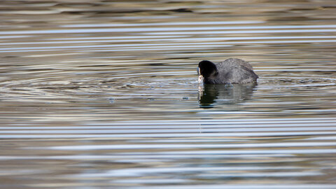 09-02-25 Grebes et foulques , _MG_4211