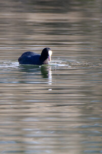 09-02-25 Grebes et foulques , _MG_4222