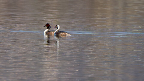 09-02-25 Grebes et foulques , _MG_4231