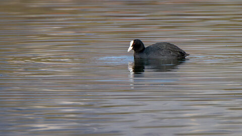 09-02-25 Grebes et foulques , _MG_4240