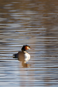 09-02-25 Grebes et foulques , _MG_4248