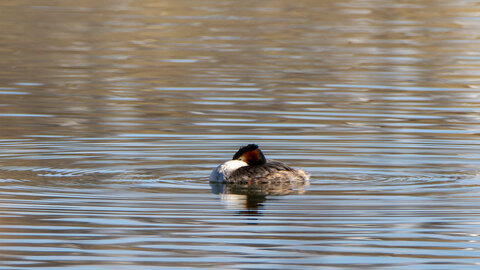 09-02-25 Grebes et foulques , _MG_4250