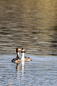 09-02-25 Grebes et foulques , _MG_4263