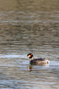 09-02-25 Grebes et foulques , _MG_4268