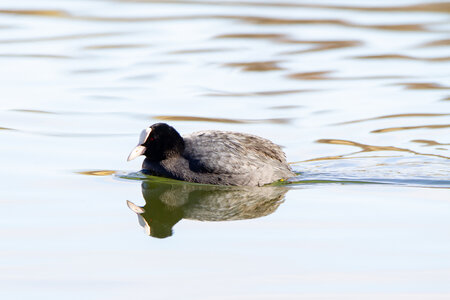 09-02-25 Grebes et foulques , _MG_4277