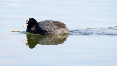 09-02-25 Grebes et foulques , _MG_4278