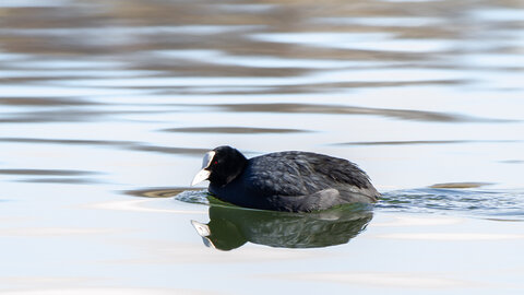 09-02-25 Grebes et foulques , _MG_4280