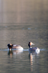 09-02-25 Grebes et foulques , _MG_4286